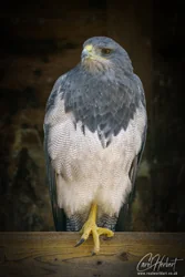Black Chested Buzzard Eagle Wall Art Prints