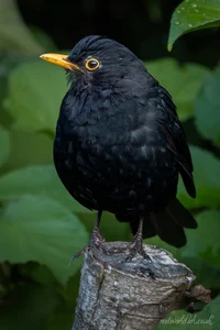 Watchful Blackbird Greeting Cards