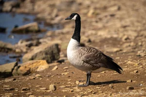 Canada Goose Foamex Print