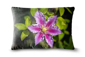Pink Clematis Piilu Bolster