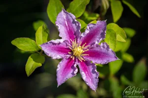 Pink Clematis Piilu Art Prints