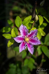 Purple Clematis Piilu Art Prints