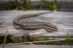 Common Lizard Canvas Wall Art