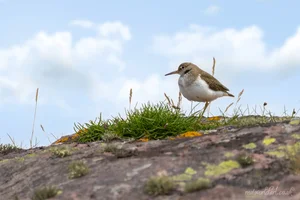 Alert Common Sandpiper Foamex Print
