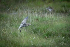 Gliding Curlew Wall Art Prints