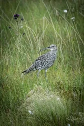 Curlew Wall Art Prints