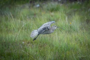 Flying Curlew Wall Art Prints
