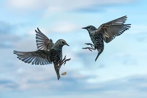 Starling Showdown Foamex Prints