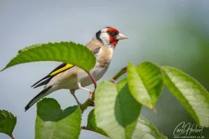Goldfinch Foamex Prints
