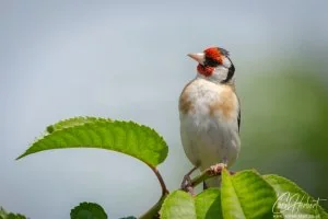 Goldfinch Bird Foamex Prints