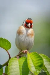 Angry Goldfinch Foamex Prints