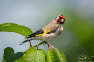 European Goldfinch Bird Foamex Prints