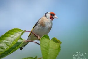 Cherry Tree Goldfinch Foamex Prints