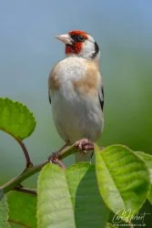 Cherry Tree European Goldfinch Foamex Prints