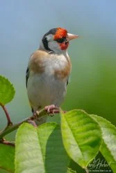 Goldfinch Lookout Foamex Prints