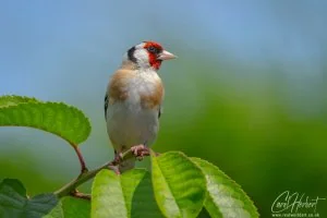European Goldfinch Lookout Foamex Prints