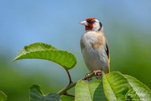 Goldfinch on Branch Peak Foamex Prints