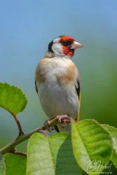 Regal Goldfinch Foamex Prints