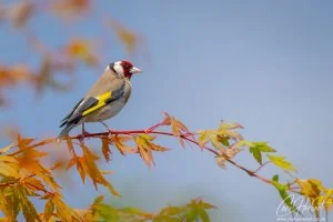 Goldfinch In Japanese Maple Tree Foamex Prints
