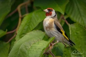 Proud Goldfinch Foamex Prints