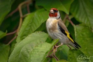 European Goldfinch in Cherry Tree Foamex Prints