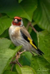 Curious European Goldfinch Foamex Prints