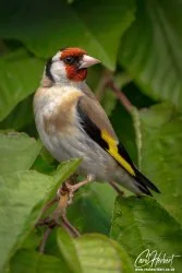 Goldfinch in Cherry Tree Foamex Prints