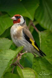 European Goldfinch in a Cherry Tree Foamex Prints