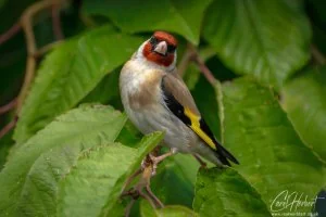 Curious Goldfinch Foamex Prints