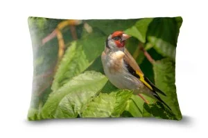 European Goldfinch Bolster
