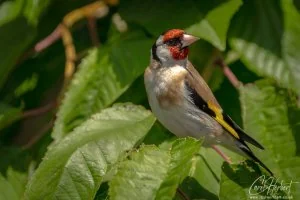 Goldfinch in a Cherry Tree Foamex Prints