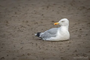 Resting Herring Gull Foamex Print