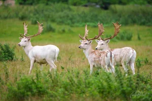 White Fallow Deer Canvas Wall Art