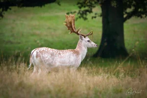Majestic Fallow Deer Canvas Wall Art