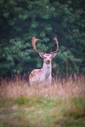 Evening Fallow Deer Canvas Wall Art