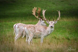 Alert Fallow Deer Canvas Wall Art