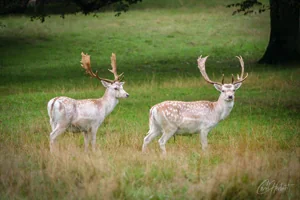 Pair of Fallow Deer Canvas Wall Art
