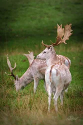 Grazing Fallow Deer Canvas Wall Art