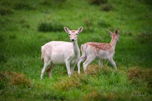 Alert Baby Fallow Deer Canvas Wall Art