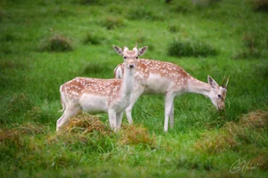 Baby Fallow Deer Canvas Wall Art