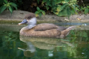 Female Red-Crested Pochard Wall Art Prints