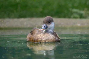 Female Pochard Wall Art Prints