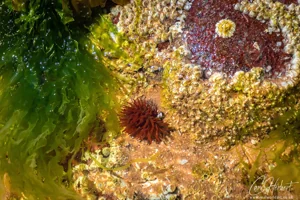 Firemore Rock Pool Wall Art Prints