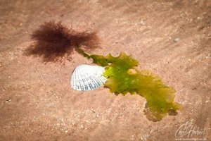 Firemore Beach Seaweed Algae and Shell Wall Art Prints