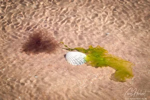 Firemore Beach Seaweed and Algae Wall Art Prints