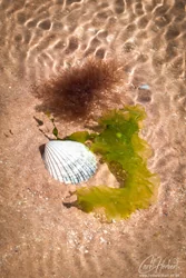 Firemore Sands Seaweed Wall Art Prints