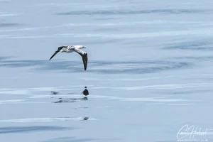 Gannet in Flight Wall Art Prints
