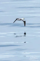 Gannet Flying Over Water Wall Art Prints