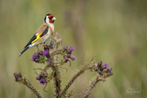 Goldfinch on a Thistle Foamex Prints