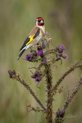 Goldfinch and Thistle Foamex Prints